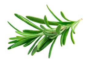 Rosemary